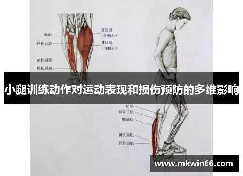 小腿训练动作对运动表现和损伤预防的多维影响